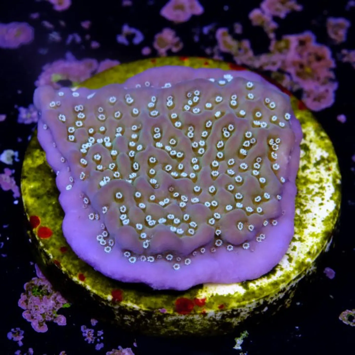 Montipora undata 2