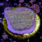 Montipora undata - Thumbnail 2