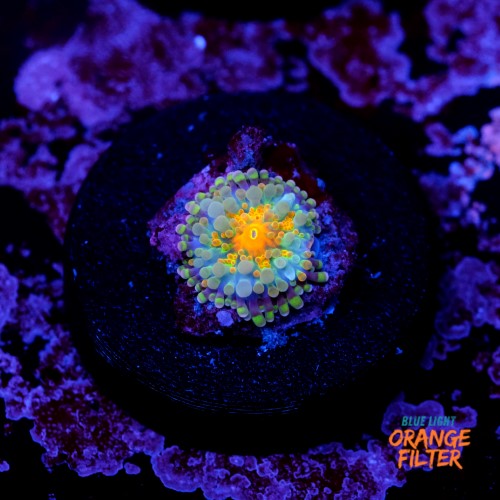 Ricordea yuma rainbow 1