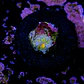 Ricordea yuma rainbow - Thumbnail 2