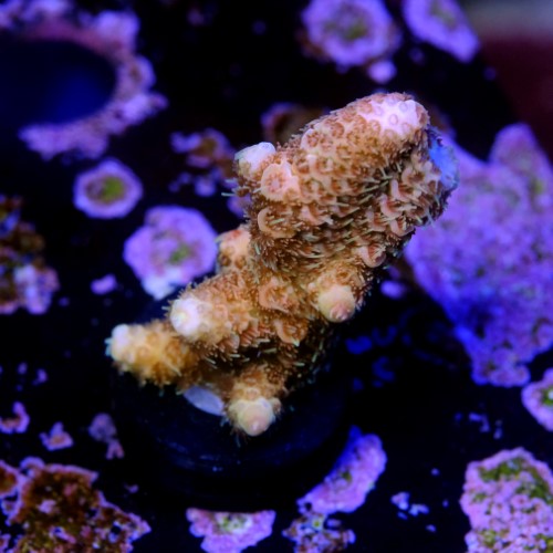 Acropora millepora pink 2