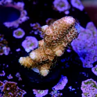 Acropora millepora pink 2