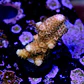 Acropora millepora pink - Thumbnail 2