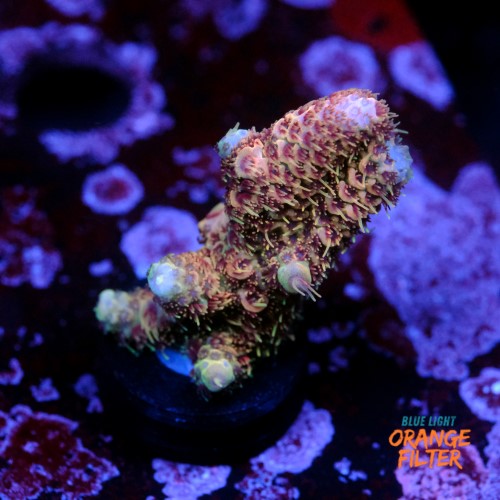 Acropora millepora pink 1