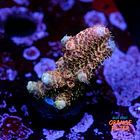 Acropora millepora pink 1