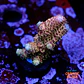Acropora millepora pink - Thumbnail 1