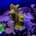 Acropora millepora super sunset 2