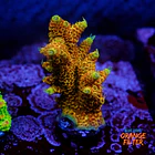 Acropora millepora super sunset 1