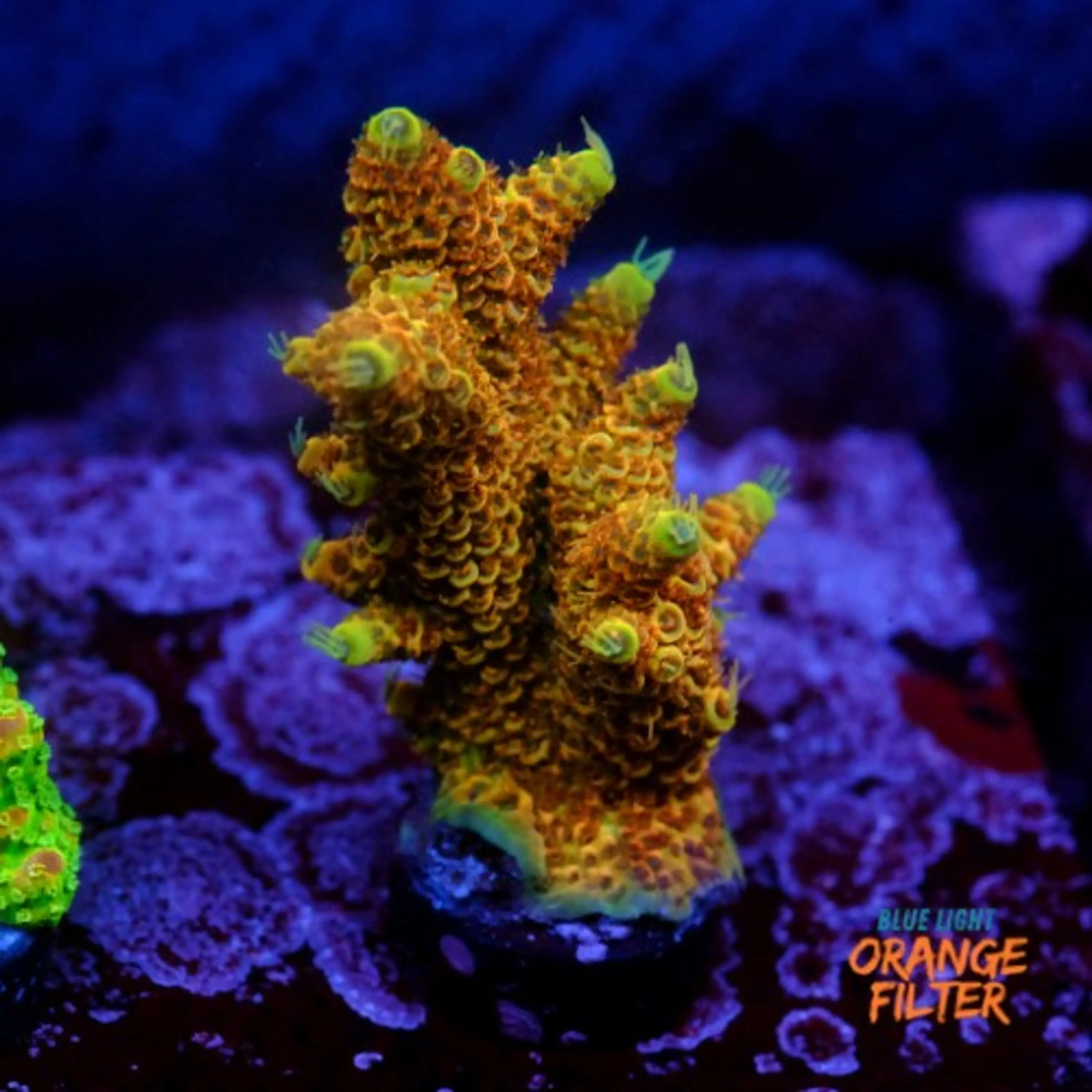 Acropora millepora super sunset