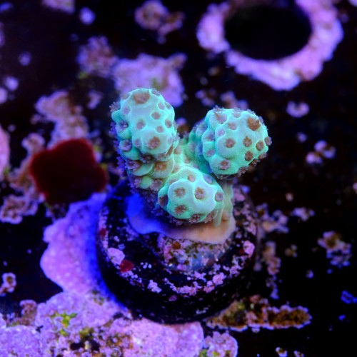 Acropora sarmentosa 2