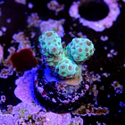 Acropora sarmentosa 2
