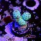Acropora sarmentosa - Thumbnail 2