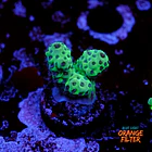 Acropora sarmentosa 1