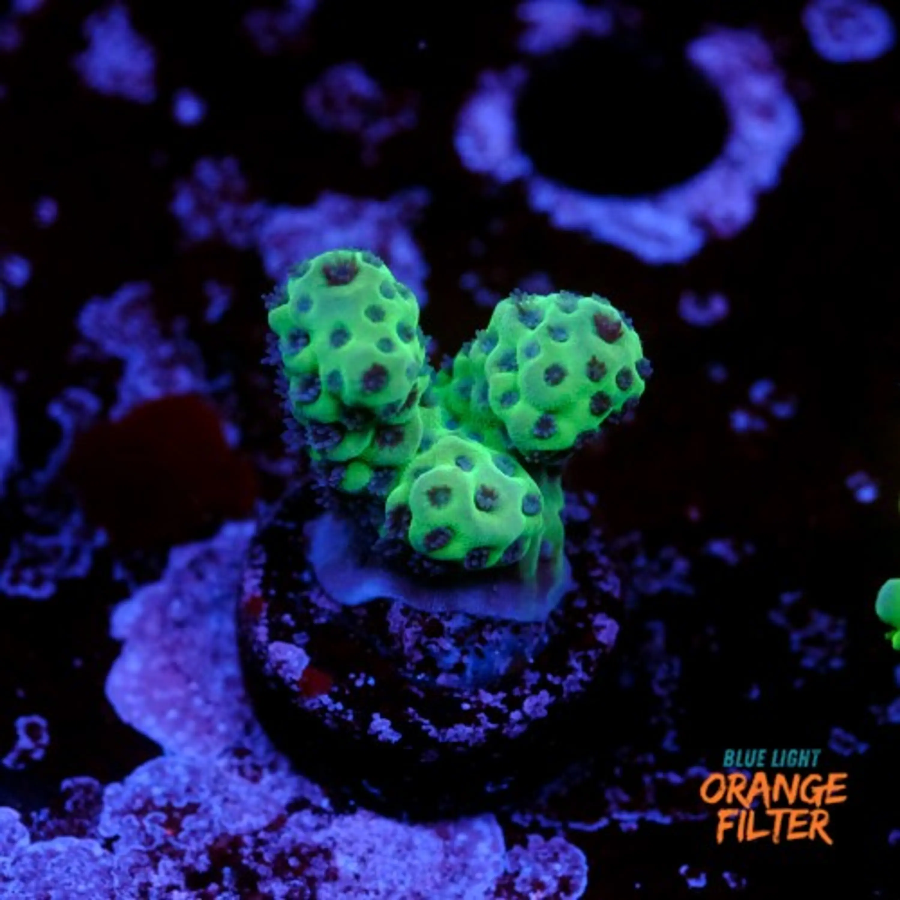 Acropora sarmentosa