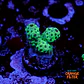 Acropora sarmentosa - Thumbnail 1