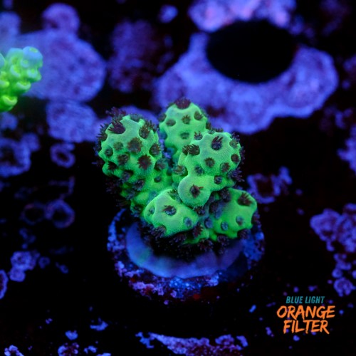 Acropora sarmentosa 1