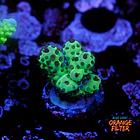 Acropora sarmentosa 1