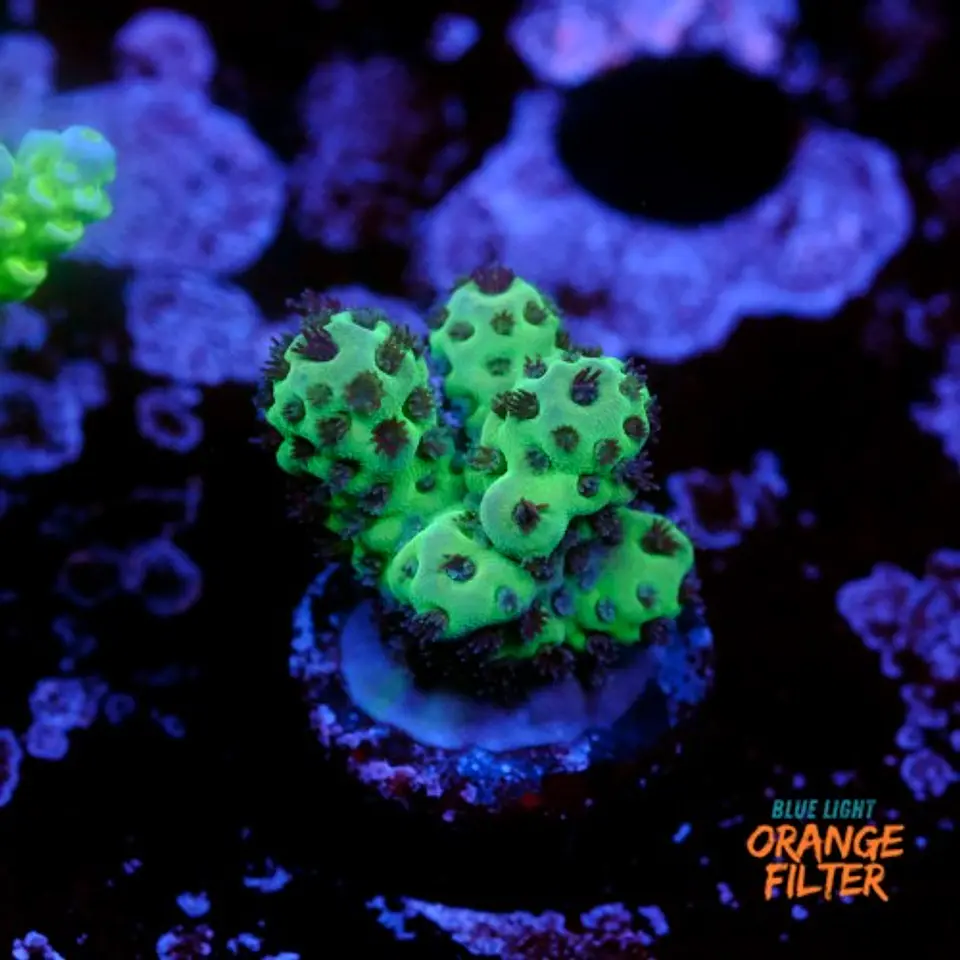 Acropora sarmentosa 1