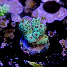 Acropora sarmentosa 2