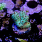 Acropora sarmentosa - Thumbnail 2