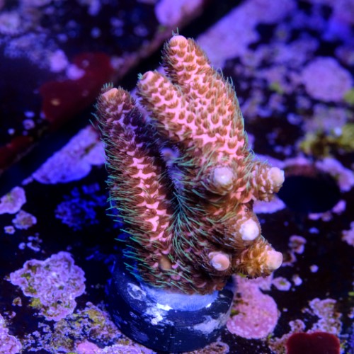 Acropora millepora watermelon 2