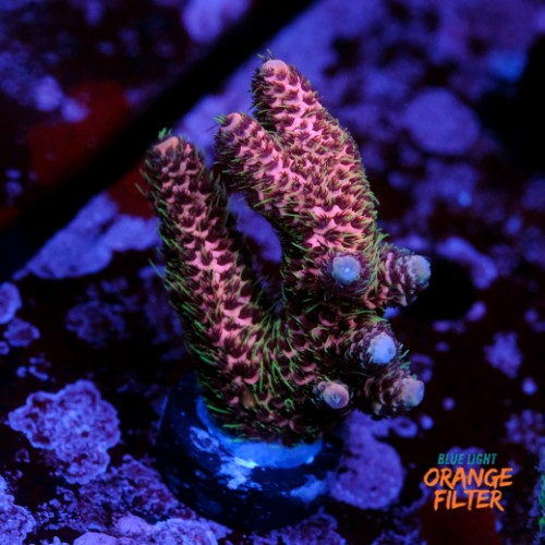 Acropora millepora watermelon 1