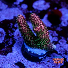 Acropora millepora watermelon 1