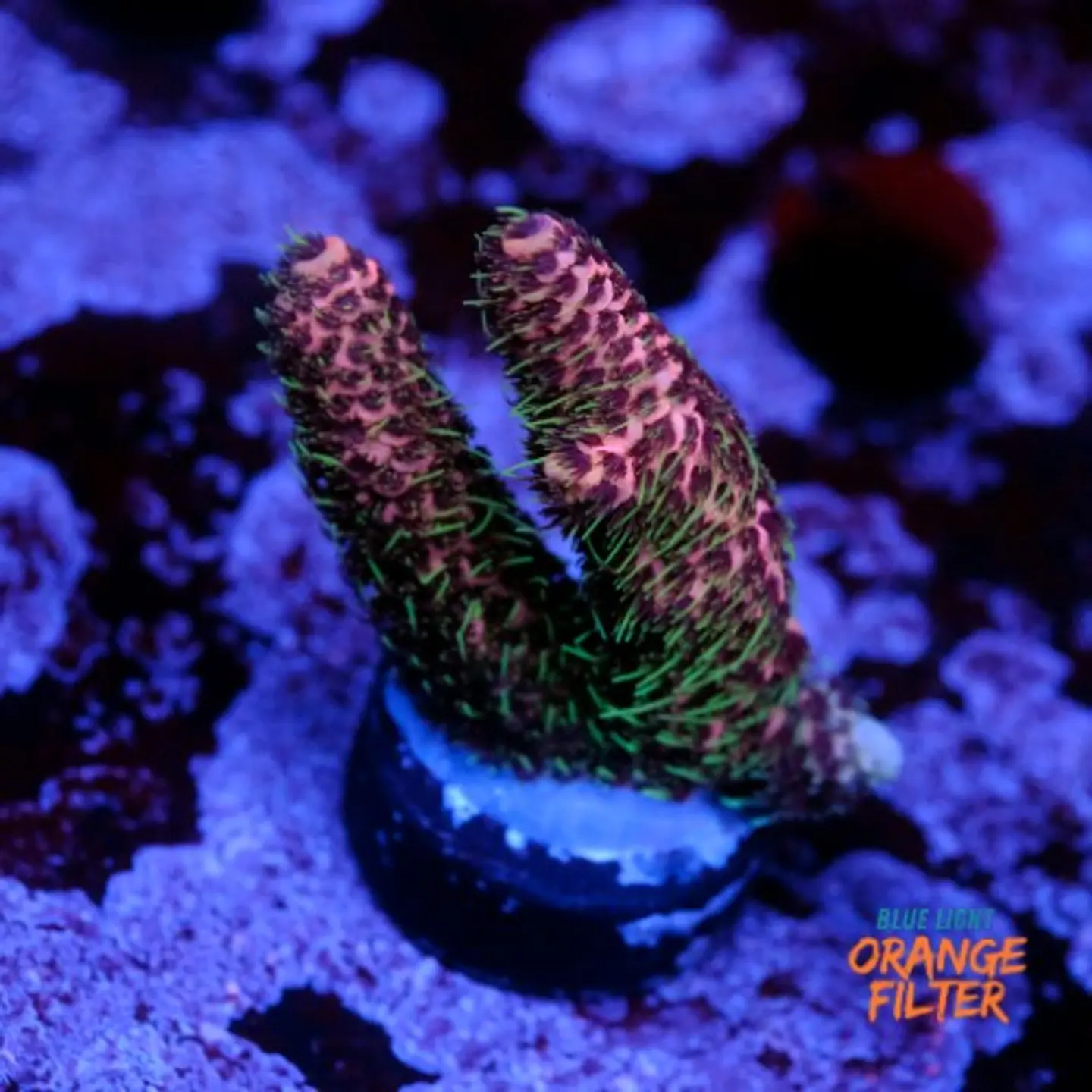 Acropora millepora watermelon 1