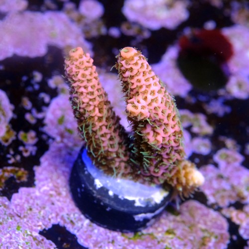 Acropora millepora watermelon 2
