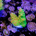 Acropora palleta pink tips  2