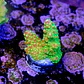 Acropora palleta pink tips  - Thumbnail 2
