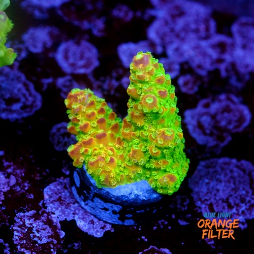 Acropora palleta pink tips  1