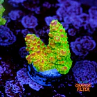 Acropora palleta pink tips  1