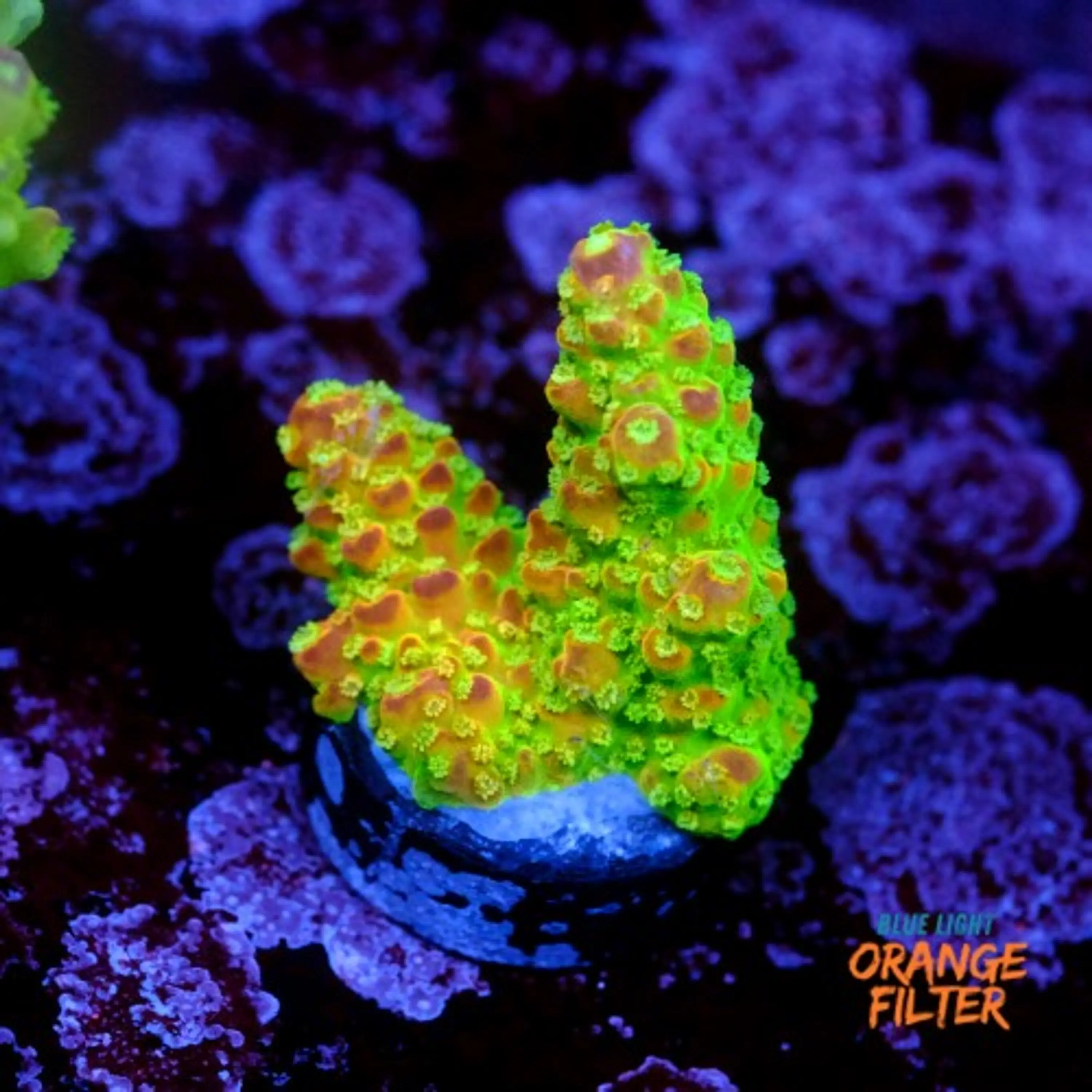 Acropora palleta pink tips 