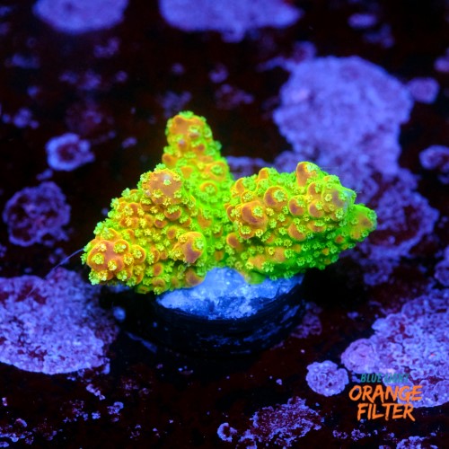 Acropora palleta pink tips  1