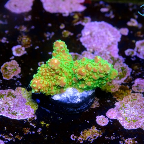 Acropora palleta pink tips  2