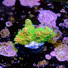 Acropora palleta pink tips  2