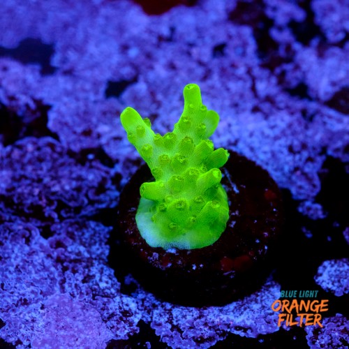 Acropora fluor efflorescens 1