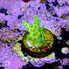 Acropora fluor efflorescens 2