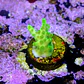 Acropora fluor efflorescens - Thumbnail 2