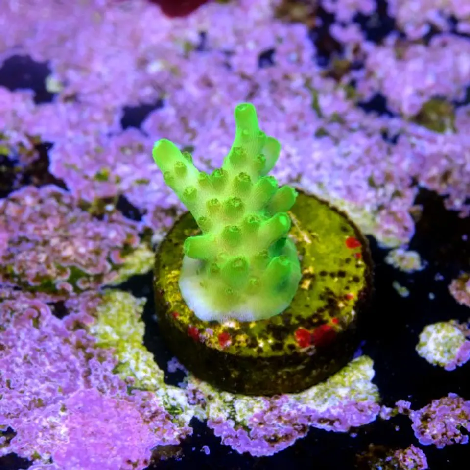 Acropora fluor efflorescens 2