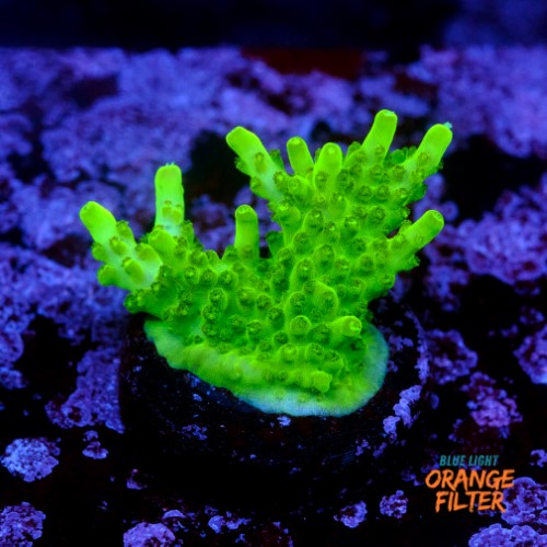 Acropora fluor efflorescens 1