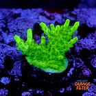 Acropora fluor efflorescens 1