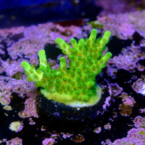 Acropora fluor efflorescens 2