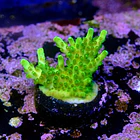 Acropora fluor efflorescens 2