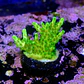 Acropora fluor efflorescens - Thumbnail 2