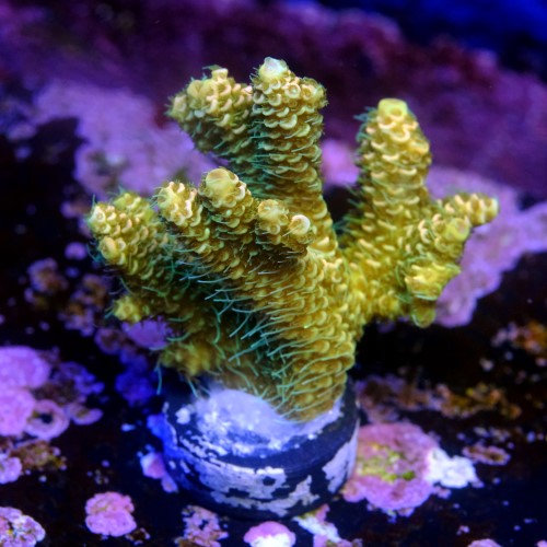 Acropora millepora og sunset 2