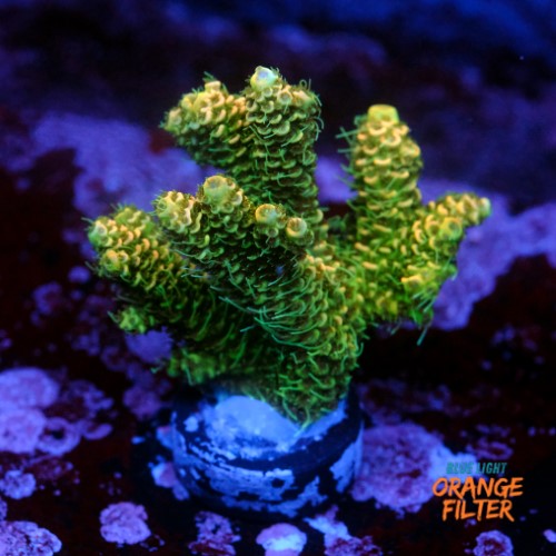 Acropora millepora og sunset 1