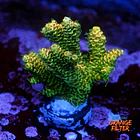 Acropora millepora og sunset 1