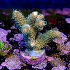 Acropora millepora solar flare 2